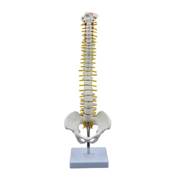 Žmogaus Stuburo Modelis su Turėtojas Anatomijos Tyrimas Rodo, Slanksteliai, Juosmens Nervų Skiltyje Vyrų Dubens 17.7 Colių Full Stuburo Kaulų